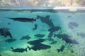 Primary view of [Bustling Waters: A Glimpse of Thriving Fish in the Outdoor Ponds of Texas Hatchery]