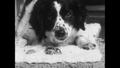 Video: [News Clip: Dog eats walnuts like other people]