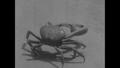 Primary view of [News Clip: Crabs from Mexico donated to zoo]