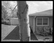 Photograph: [Close-up of a tree in a backyard]
