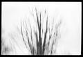 Photograph: [Blurry Trees]