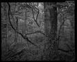 Photograph: [Vines in a forest]