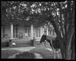 Photograph: [Horse in a front yard]