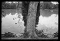 Photograph: [Tree on the edge of a lake]