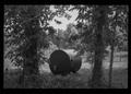 Photograph: [Large barrel in the woods]