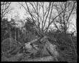 Photograph: [Pile of wood in a forest]