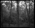 Photograph: [Trees in the woods]