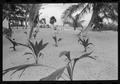 Photograph: [Small plants and palm trees on a beach]