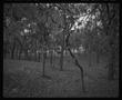 Photograph: [Trees in a park]