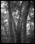 Photograph: [Trees Oak Cliff 5, 1991]