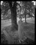 Photograph: [Boy in Towel Tree, 2000]