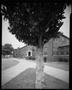 Primary view of [Morningside Elementary Magnolia Tree, 2000]