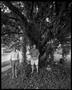 Photograph: [Jimmi and Gretchen Front Yard, 2001]