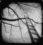 Photograph: [Tree and Ladder, 2003]
