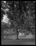 Photograph: [Tree Empty Yard, 2008]