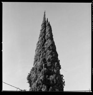 Primary view of object titled '[Ajijic Tree, 2016]'.