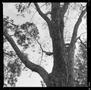 Photograph: [Tree in Peter's Yard 2, 2021]