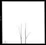 Photograph: [Two "V" Twigs Frame, 2021]