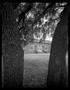 Photograph: [Alice Carson Elementary Façade Trees, 1999]
