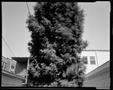 Photograph: [Chicago Blowing Tree, 1980]