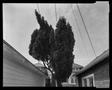 Photograph: [Weird Bent Tree Between Garages, 1981]
