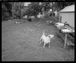 Photograph: [Dog Looking Right, 1984]