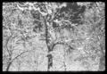 Photograph: [Snow Trees 1978]