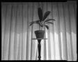 Photograph: [Plant on Stand, 1982]