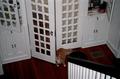 Photograph: [A cat at Godfrey's Place Inn, 1]