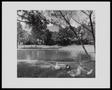 Photograph: [A pond with geese and ducks]