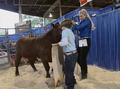 Video: [News Clip: Cattle auction]