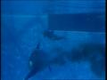 Video: [News Clip: Baby Whale]