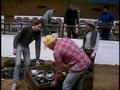 Video: [News Clip: Stock Show Cleanup]