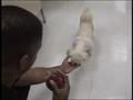 Video: [News Clip: Dog Lost]