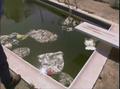 Video: [News Clip: Exploring the Role of Western Mosquitofish in Mosquito Co…