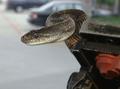Video: [News Clip: Snake Discovery Unfolds at Sowell Liquor and Beer, Dallas…