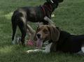 Video: [News Clip: A Joyous Canine Carnival of Frolic and Fun]