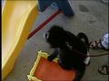 Video: [News Clip: Pet Monkey]