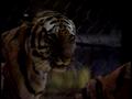 Video: [News Clip: Lady Tiger]