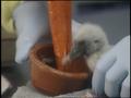 Video: [News Clip: Stork Baby]