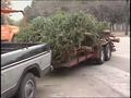 Video: [News Clip: Tree recycling]