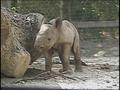Video: [News Clip: Baby Rhino]