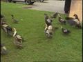 Video: [News Clip: Ducks Released]