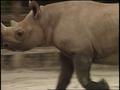 Video: [News Clip: Rhino-Party]