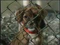 Video: [News Clip: Stray Dogs]