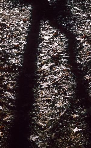 Primary view of object titled '[Fallen Leaves with Tree Shadow]'.