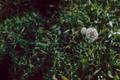 Photograph: [Dandelion in Grass]