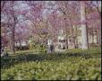 Photograph: [Campus Ground Foliage, 1963/64]