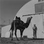 Photograph: [A man holding the lead of a Neiman-Marcus camel]