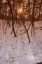 Photograph: [Winter's Veil: Snow at Tyler State Park]